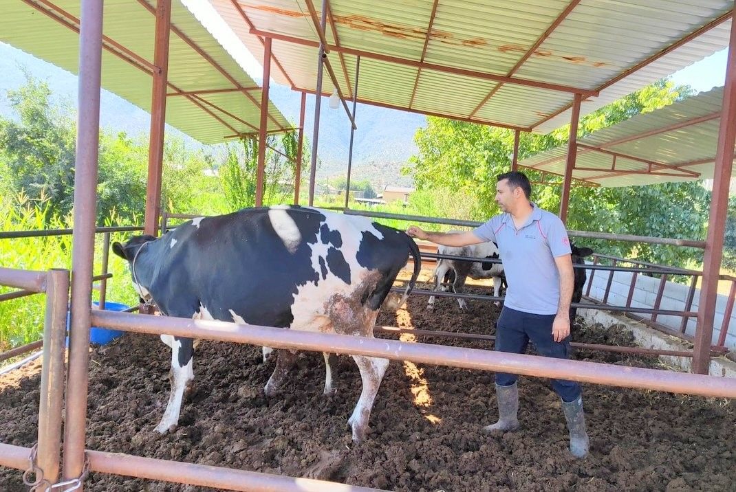 Muğla’da şap hastalığıyla mücadele hız kesmiyor