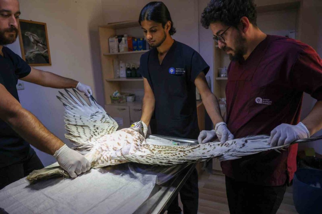 Soyu tükenme tehlikesindeki yaralı yılan kartalı yeniden doğaya döndü