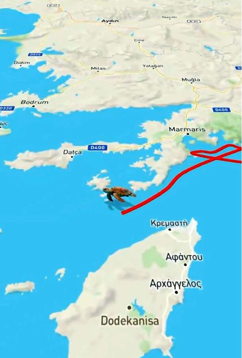 Caretta caretta 'Tuba', 5 ayda 10 bin kilometre katetti
