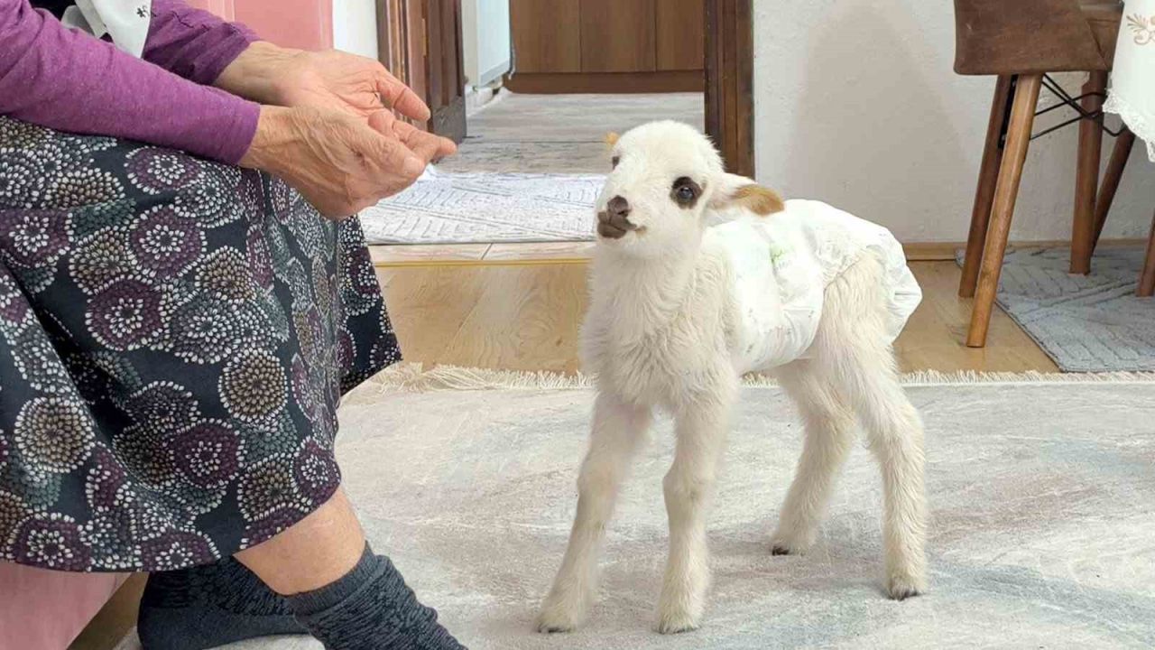 Öksüz kuzu "Balım", Şenol ailesinin şefkatiyle hayata tutundu