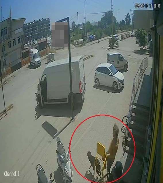 Antalya’da yabancı uyruklu şahıs kedinin üzerine bastı, köpeği tekmeledi