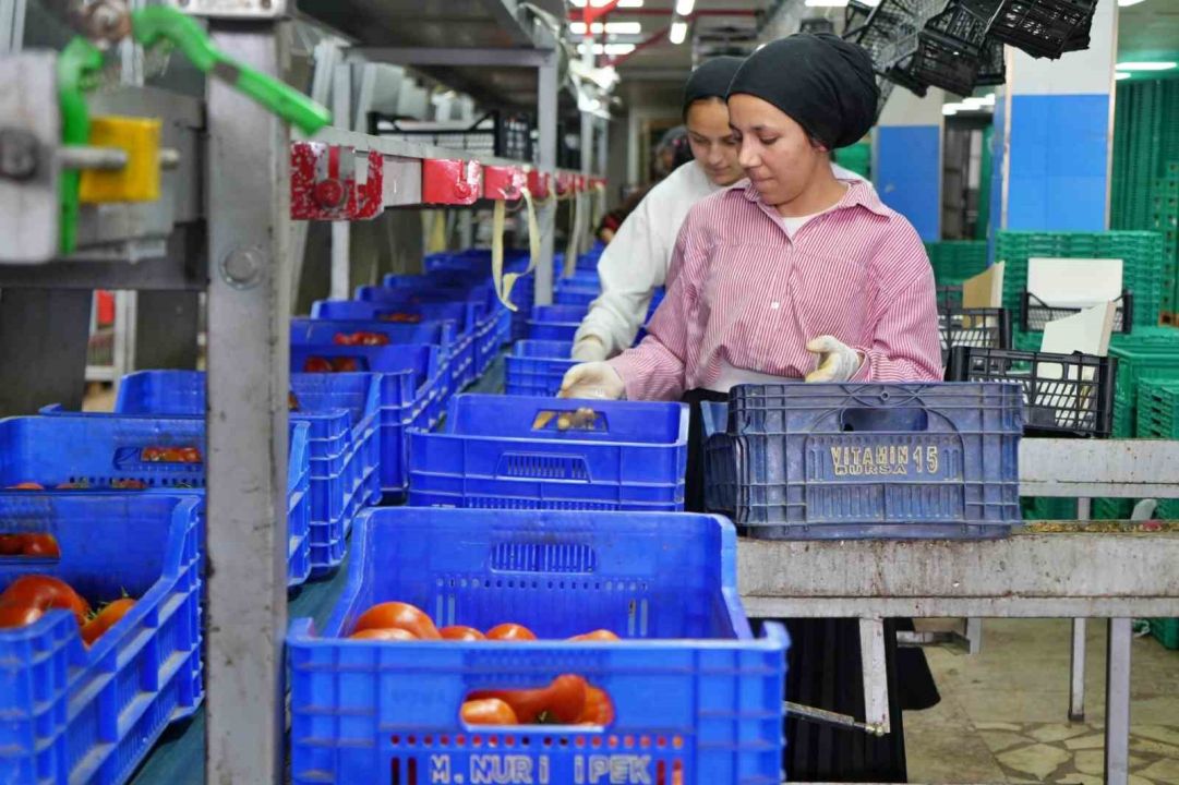 Domateste üretim planlaması fiyat dengesinin anahtarı