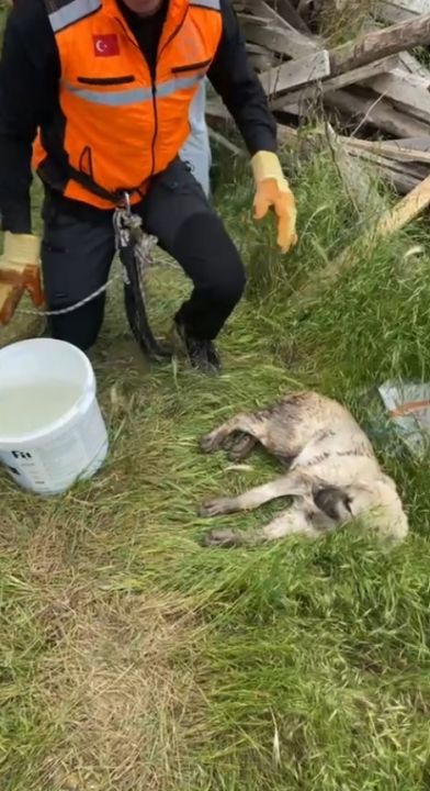 Isparta’da foseptik çukuruna düşen yavru köpek ve kaplumbağa kurtarıldı