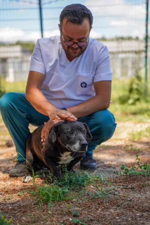 Engelli köpek 'Paytak' için sıcak yuva aranıyor