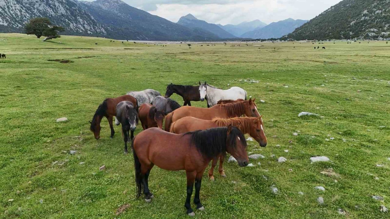 Kökenleri Osmanlı Süvari atlarına dayanan Toroslar’ın özgür ruhları yılkı atları