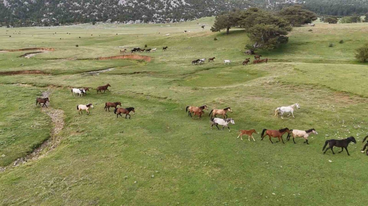 Kökenleri Osmanlı Süvari atlarına dayanan Toroslar’ın özgür ruhları yılkı atları