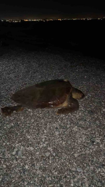 Sahilin davetsiz misafiri dev caretta caretta