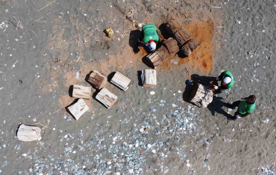 Yuvalama alanları temizlendi, carettalar yumurtalarını bırakmaya başladı