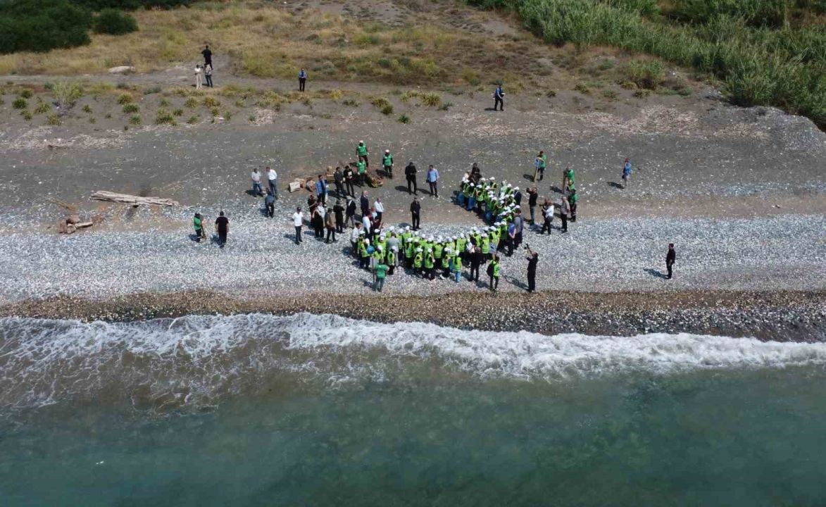 Yuvalama alanları temizlendi, carettalar yumurtalarını bırakmaya başladı