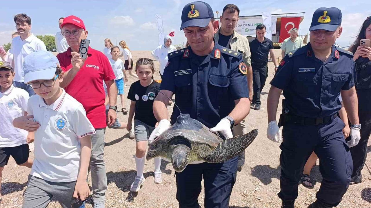 Uydu takip cihazı takılan 3 yeşil deniz kaplumbağası denize bırakıldı