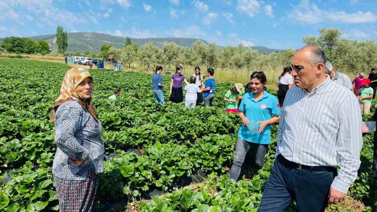 Yatağan’da ’Gençlik Yılı’ kapsamında çilek hasadı yapıldı