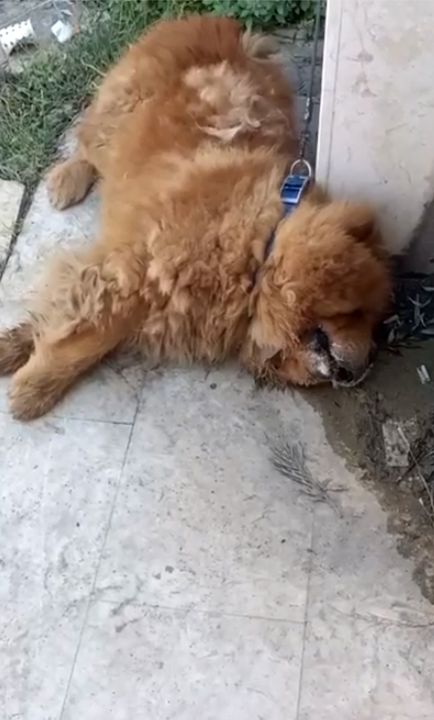 Köpeğin eziyet sonucu öldüğü iddiasına ilişkin 1 gözaltı