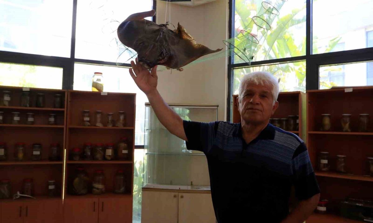 Akdeniz’de vatoz sürüsünün su yüzeyindeki görsel şöleni dron kamerasına yansıdı