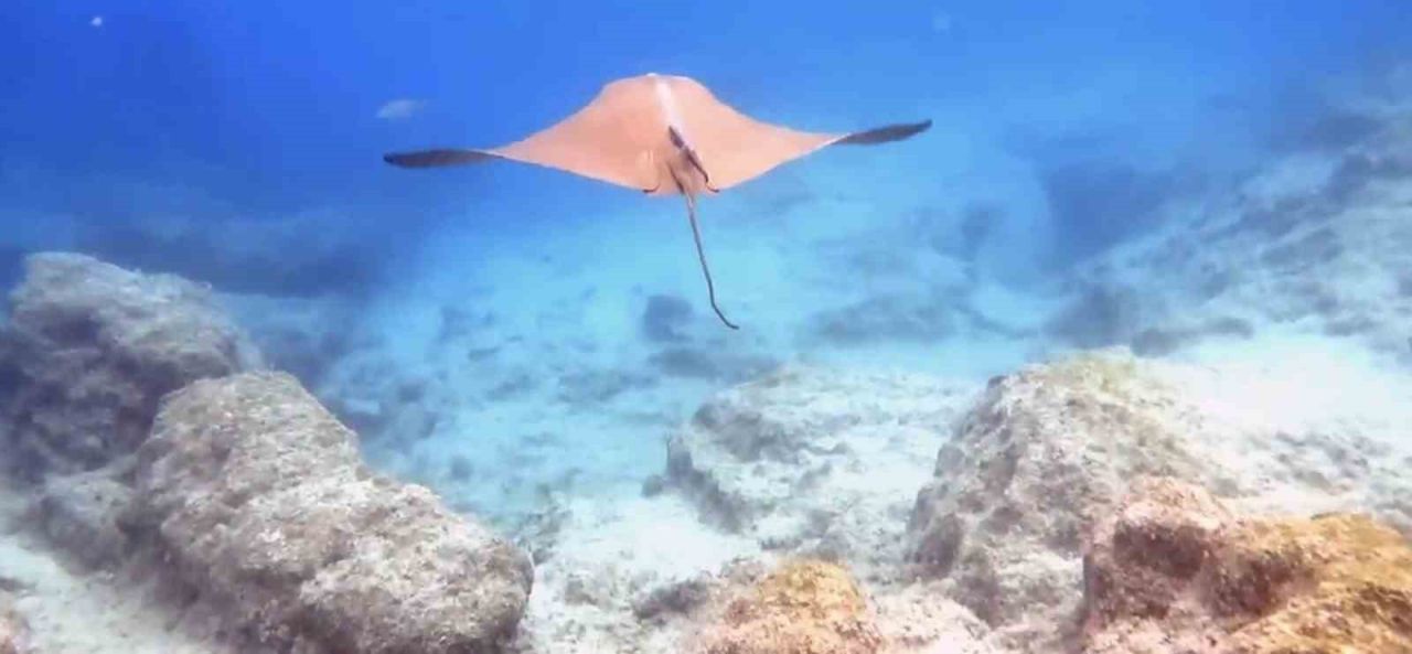 Atlantik kökenli inek burunlu vatoz Akdeniz’de ilk kez görüntülendi