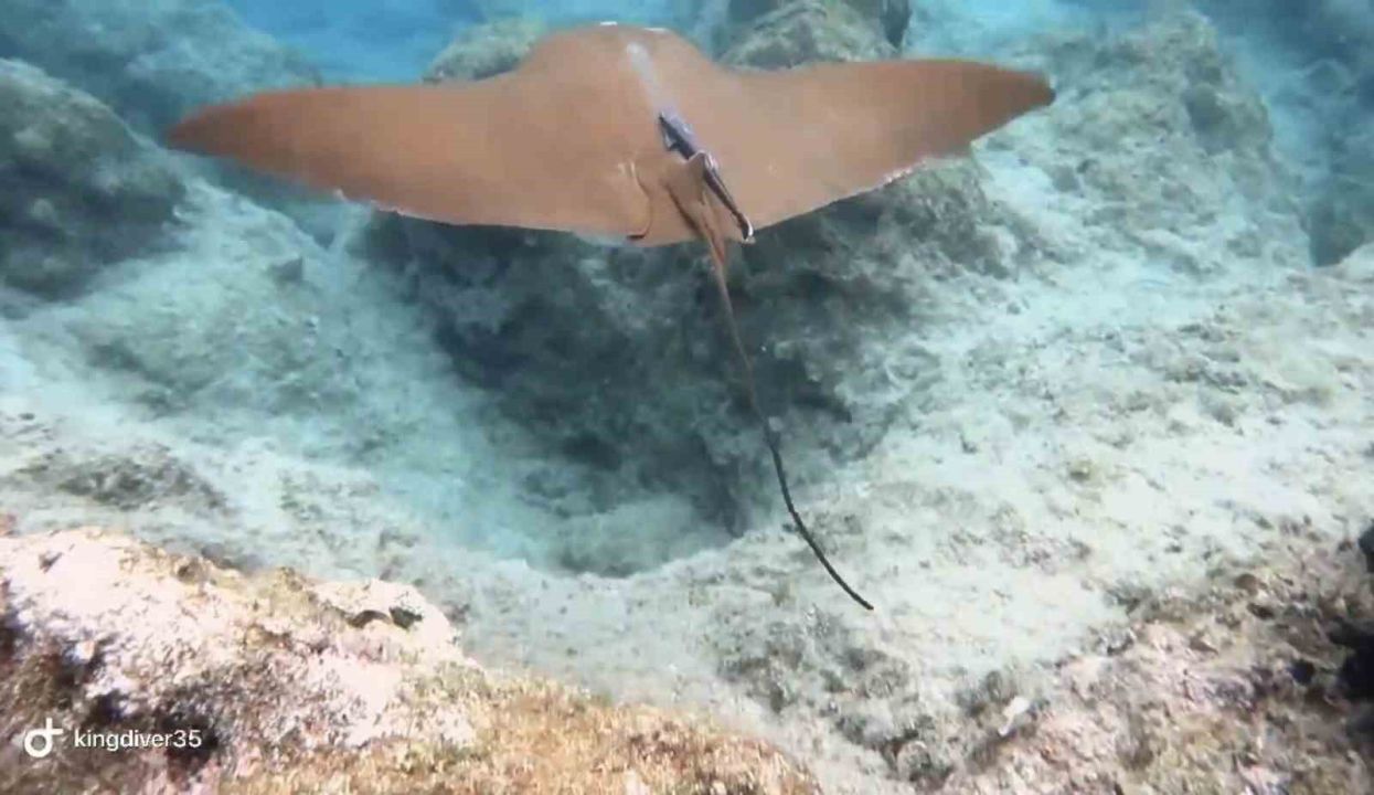 Atlantik kökenli inek burunlu vatoz Akdeniz’de ilk kez görüntülendi