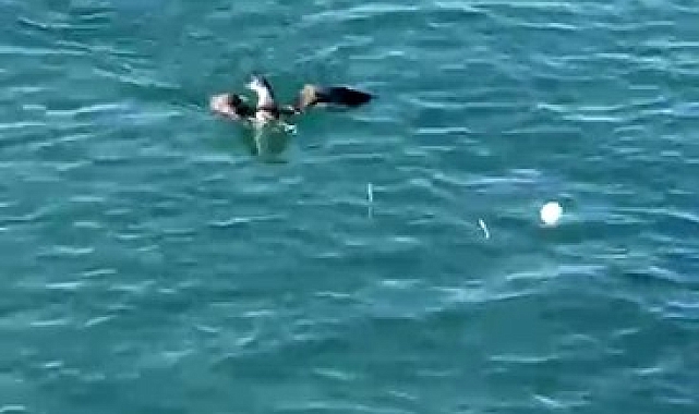 Amatör balıkçının oltasına martı takıldı: İlginç anlar kamerada