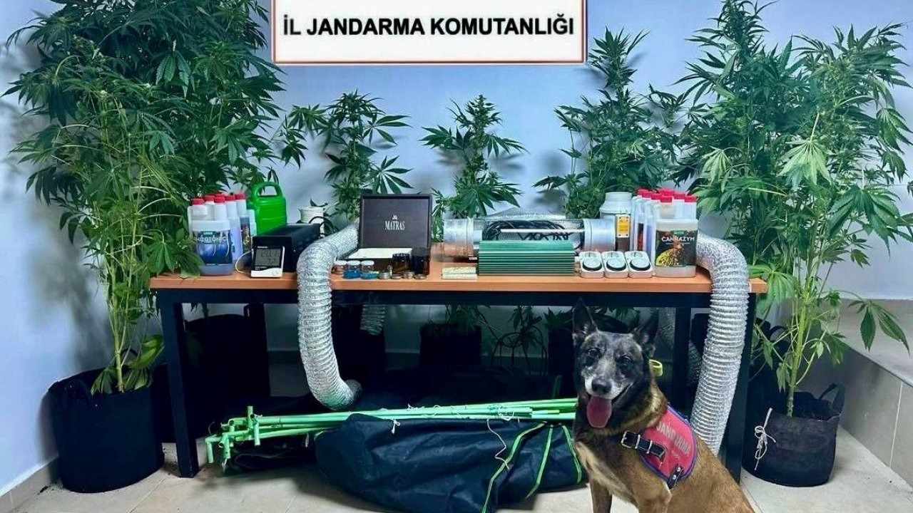 Evini uyuşturucu bahçesine çeviren öğretmen açığa alındı