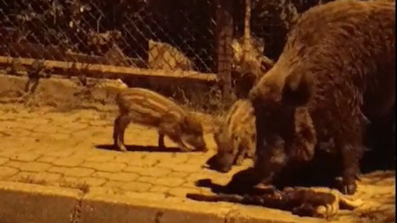 Marmaris’te yaban domuzları kediye saldırdı
