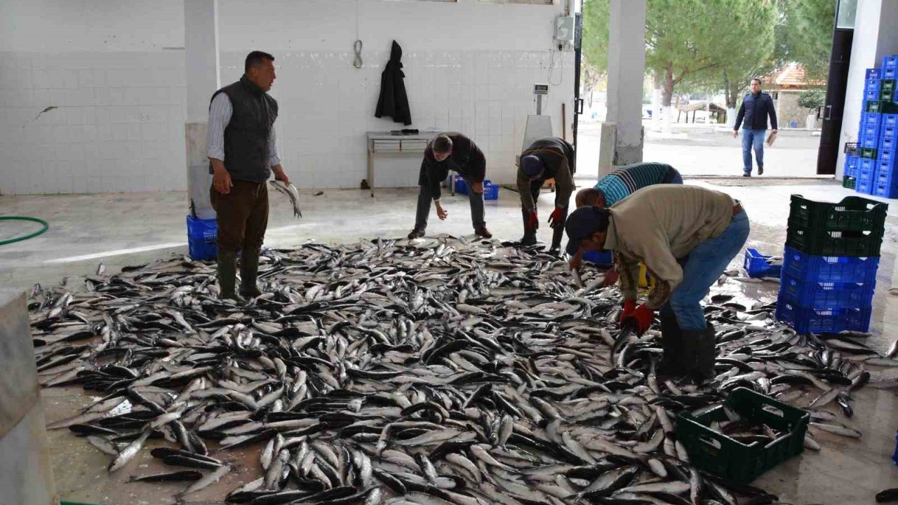 Muğla Mayıs ayında ihracatını yüzde 11 arttırdı
