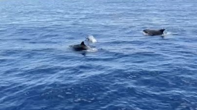 Alanya'da yunuslar tekneye eşlik etti, turistler izledi