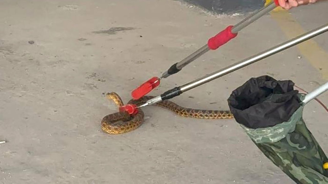 Otoparka giren yılan doğaya salındı
