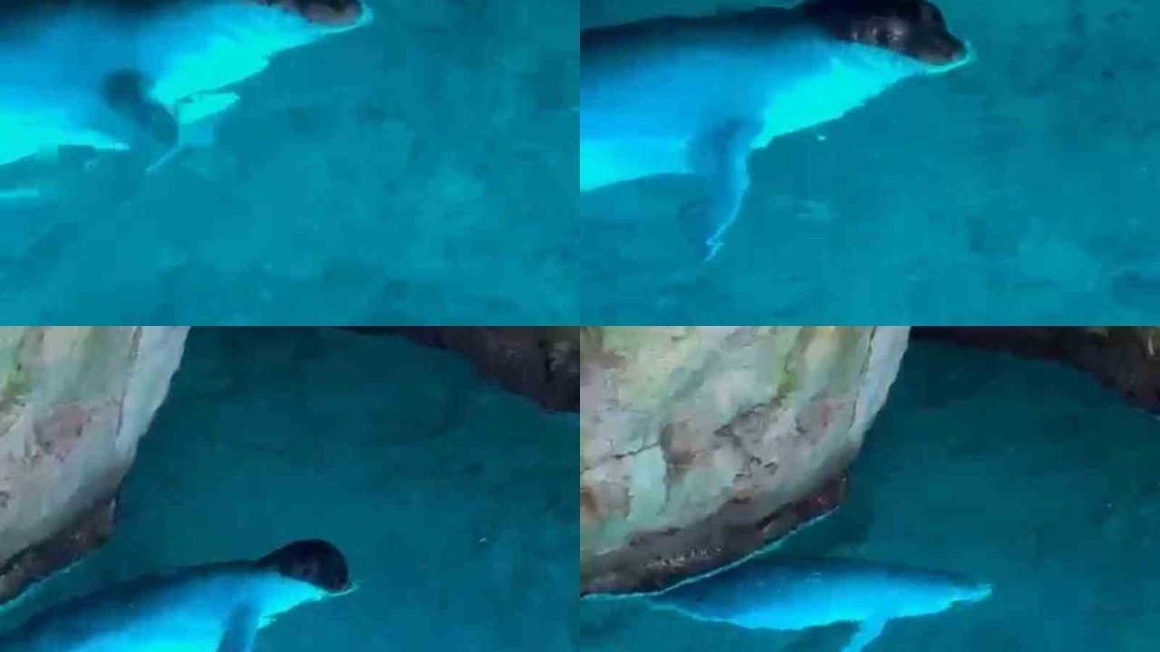 Tatilciler, mağarada Akdeniz fokuyla karşılaştı