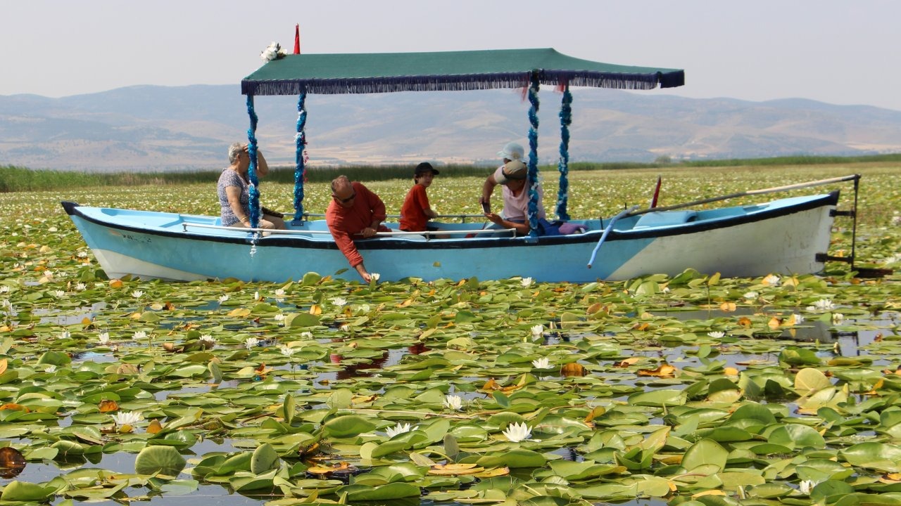 Işıklı Gölü’nde 'nilüfer' turizmi
