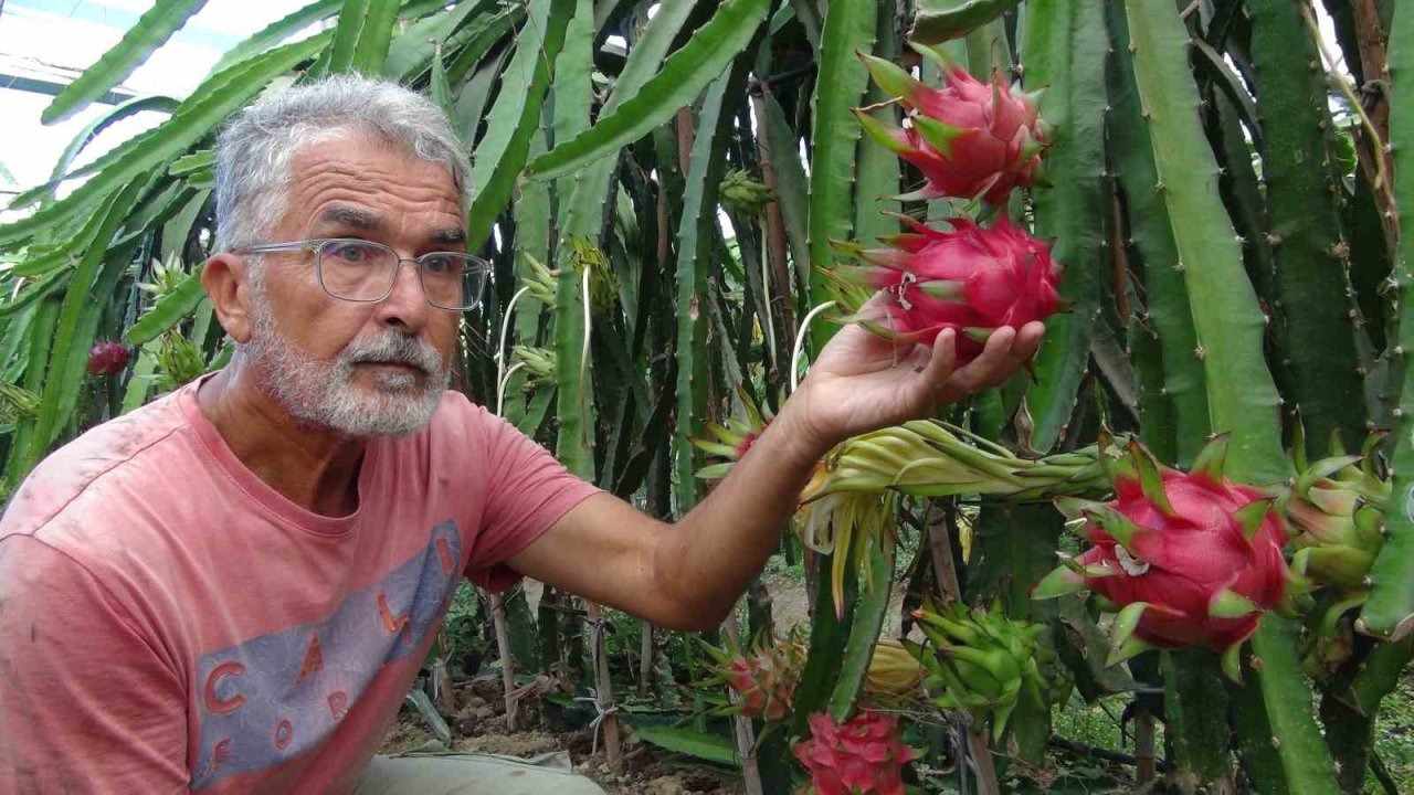 Mersin’de pitaya bahçelerinde hasat başladı