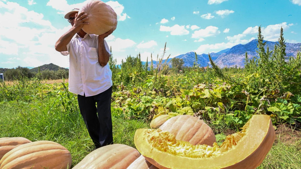 Tarladan Dünya Sofrasına Döşemealtı Camili Bal Kabağı