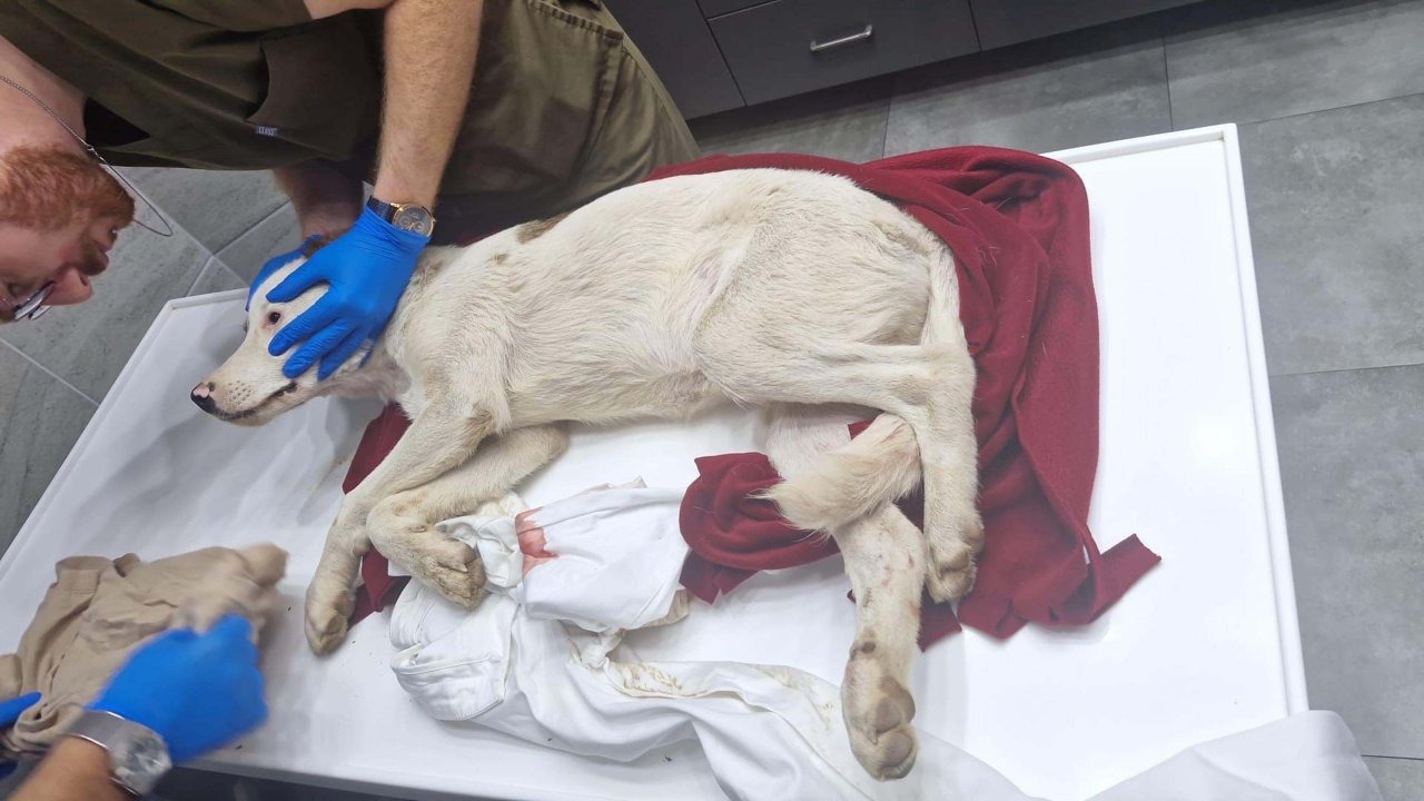 Bodrum'da bir yavru köpeği öldürüp, diğerini yaralayan şüpheli tutuklandı