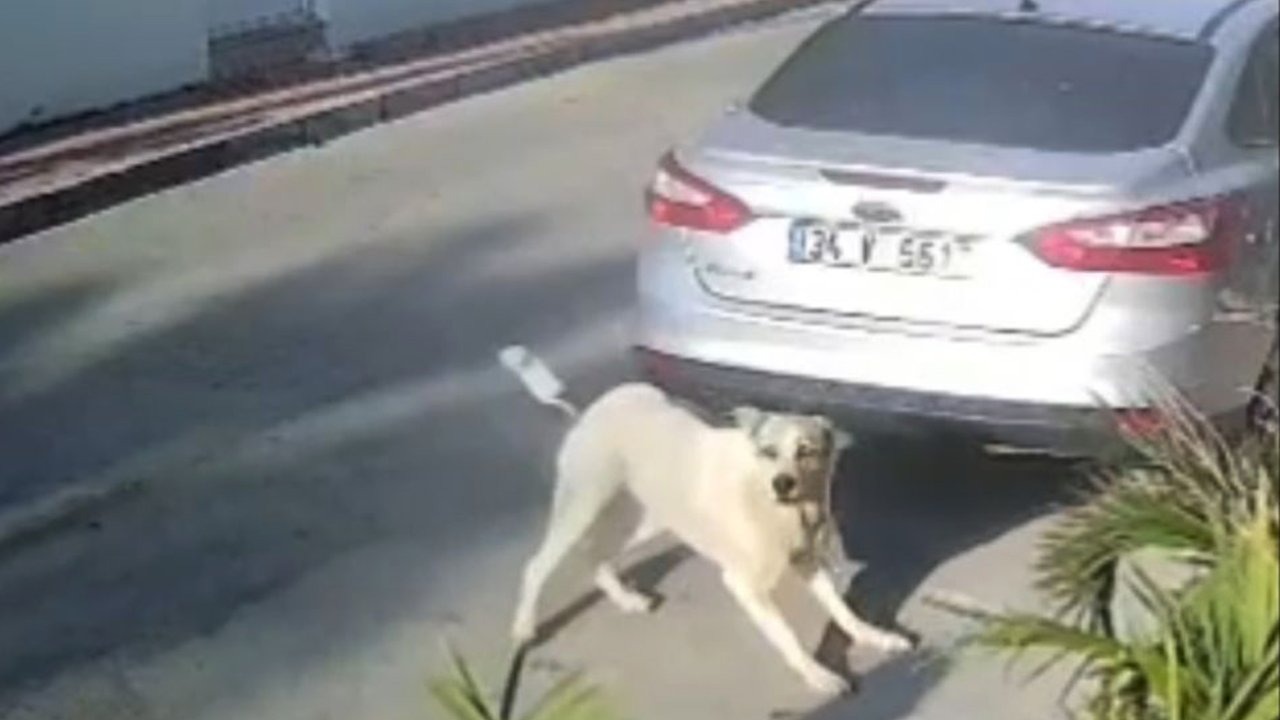 Havladığı gerekçesiyle köpeği vurup öldüren emekli polis hakkında 'yakalama' emri
