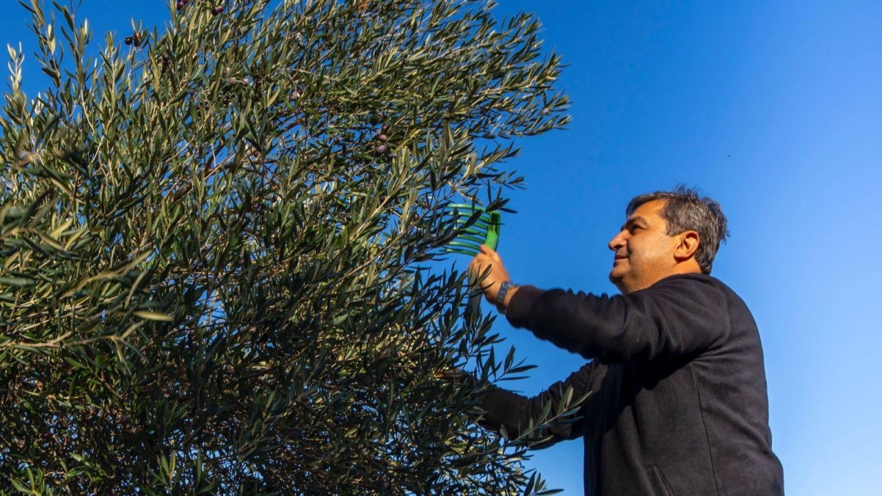 Serik'te zeytin hasadı başladı