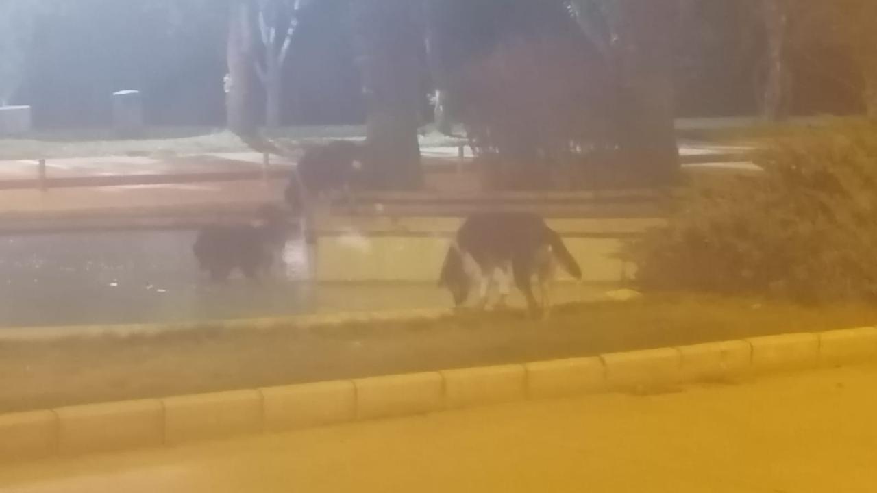 Üniversite’de sokak köpekleri tedrginlik yaratıyor