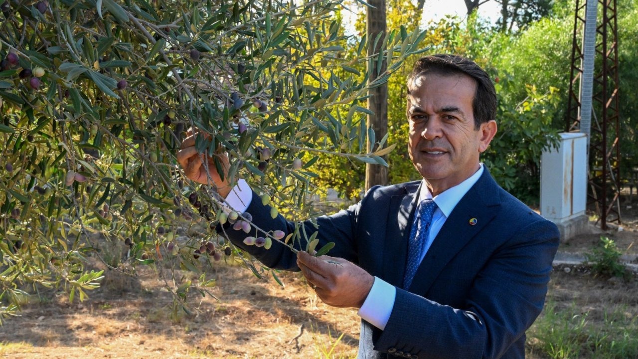 Zeytinyağı kalite yarışması için son gün 15 Ocak