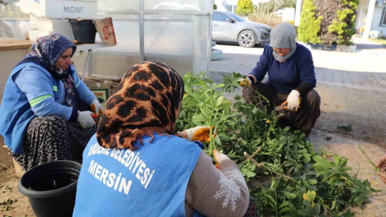 Akdeniz Belediyesi seralarda bitki üretimini arttırdı