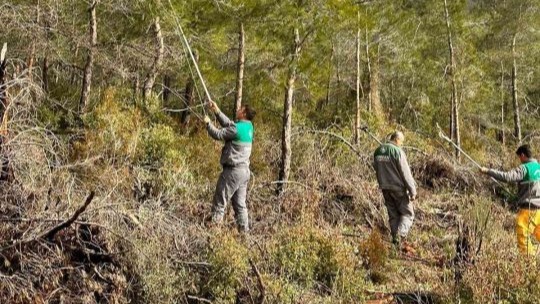 Çam kese böceğine karşı  ’mekanik ve biyolojik yöntemlerle mücadele’ sürüyor