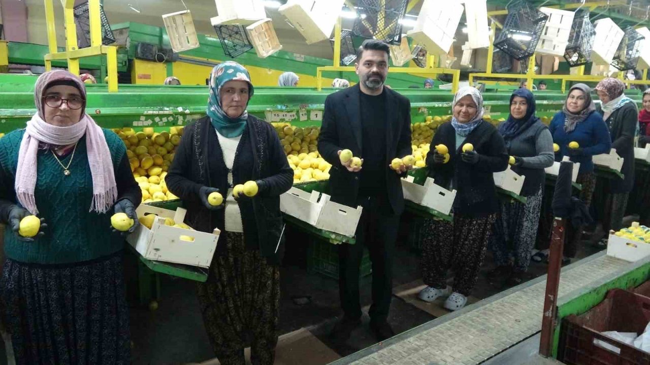 Limonda hasat sonu: Kadınların yoğun mesaisi sürüyor