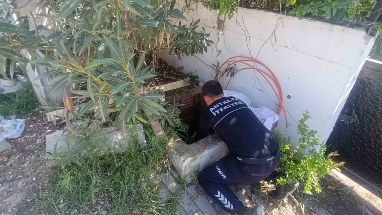 İtfaiyeden rögarda üç kirpi, bacada serçe mesaisi
