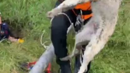 Isparta’da foseptik çukuruna düşen yavru köpek ve kaplumbağa kurtarıldı