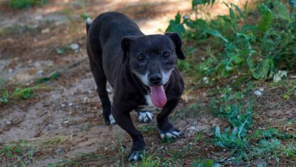 Engelli köpek 'Paytak' için sıcak yuva aranıyor