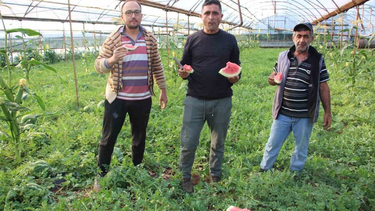 Çekirdek karpuzun hasadı başladı: 3 ayda hasat ediliyor, 1 ayda tükeniyor