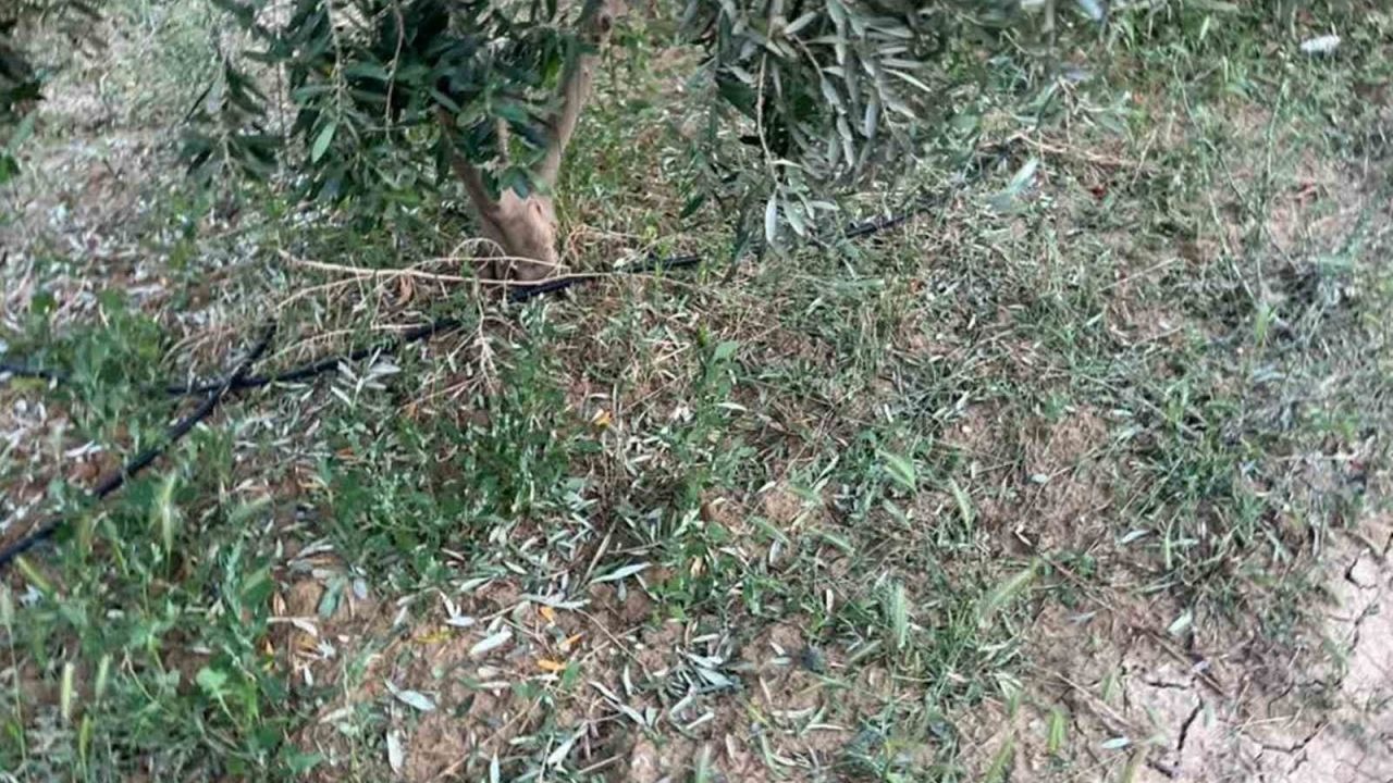 Dolu, kayısı ve zeytinlere zarar verdi