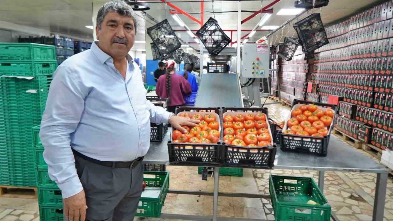 Domateste üretim planlaması fiyat dengesinin anahtarı