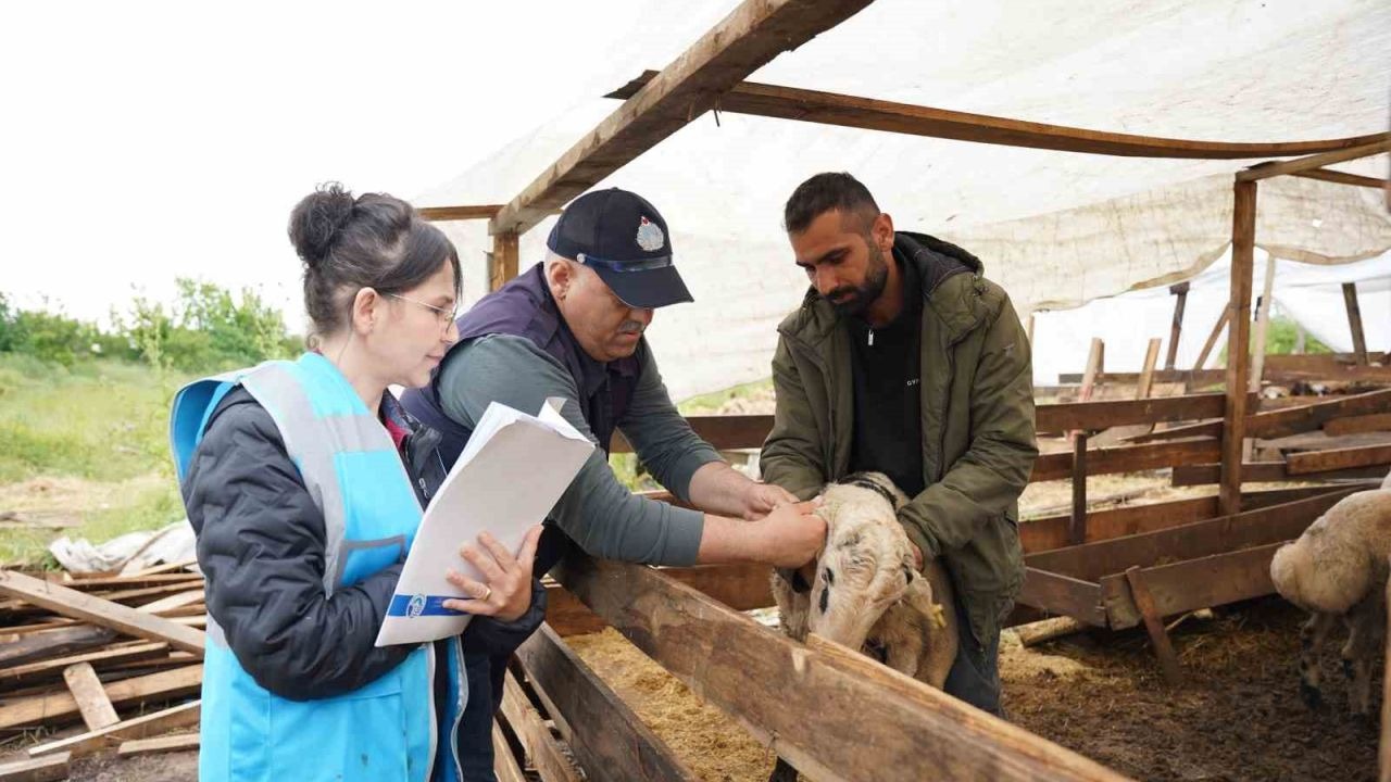 Kurban pazarlarında sıkı denetim: ’Kaçan boğa timi’ kuruldu