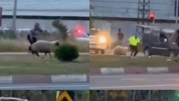 Kurbanlık koyun kaçtı, polislerin yardımıyla yakalandı