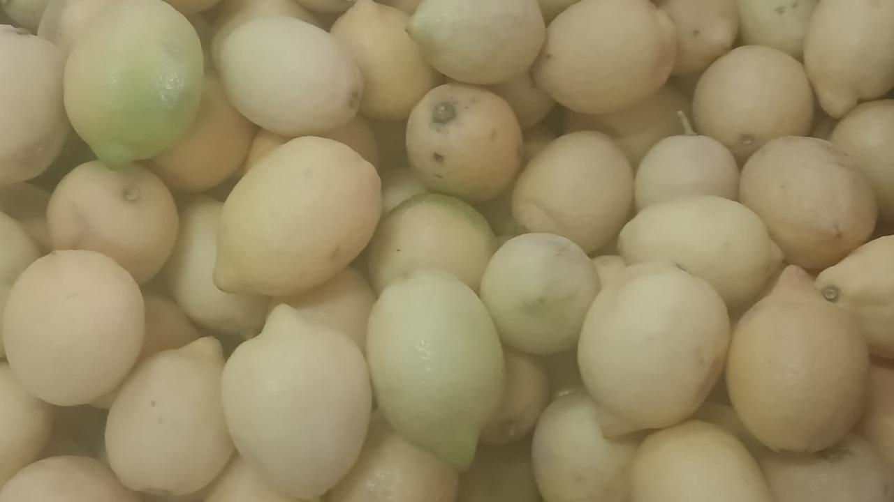 Limon cep yakıyor!