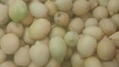 Limon cep yakıyor!