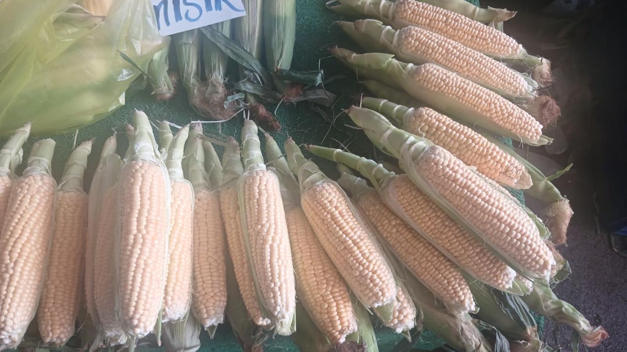 Mısır tezgahlarda yerini aldı!