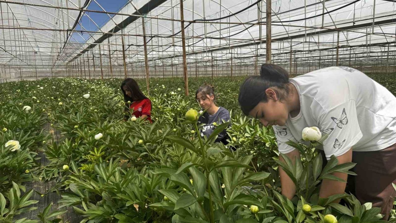 Tanesi toptancıya 150 TL’den satılıyor, Türkiye’nin 81 iline gönderiliyor