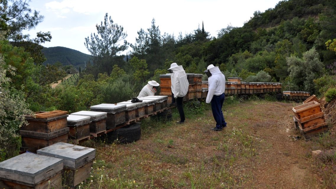 Antalya’nın şifa deposunda hasat başladı!
